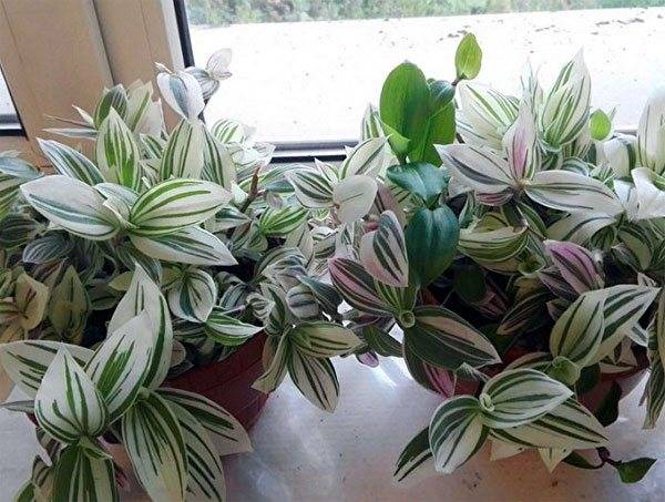 Традесканция – одно из самых распространённых комнатных растений. | floravdome.ru