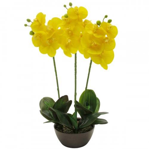 Желтые орхидеи (38 фото): виды и сорта с названиями. как выращивать фаленопсис в горшке?