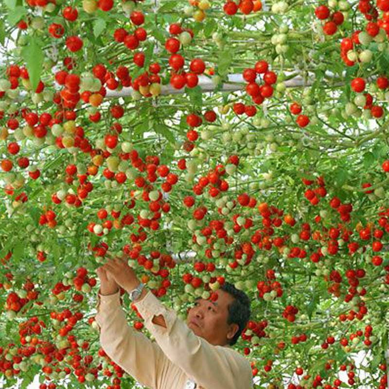 Как вырастить томатное дерево в открытом грунте