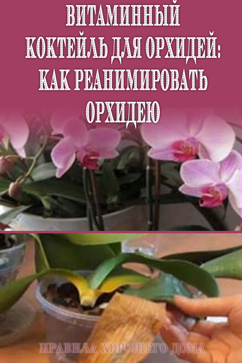 Удобрения для орхидеи фаленопсис: чем подкормить, чтобы он зацвел, как применять янтарную кислоту и эпин в домашних условиях, другие подкормки для лучшего цветения