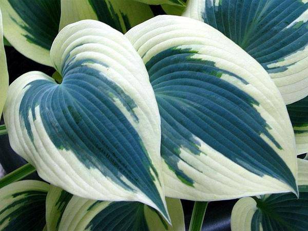 Хоста хоста blue ivory (блю айвори)