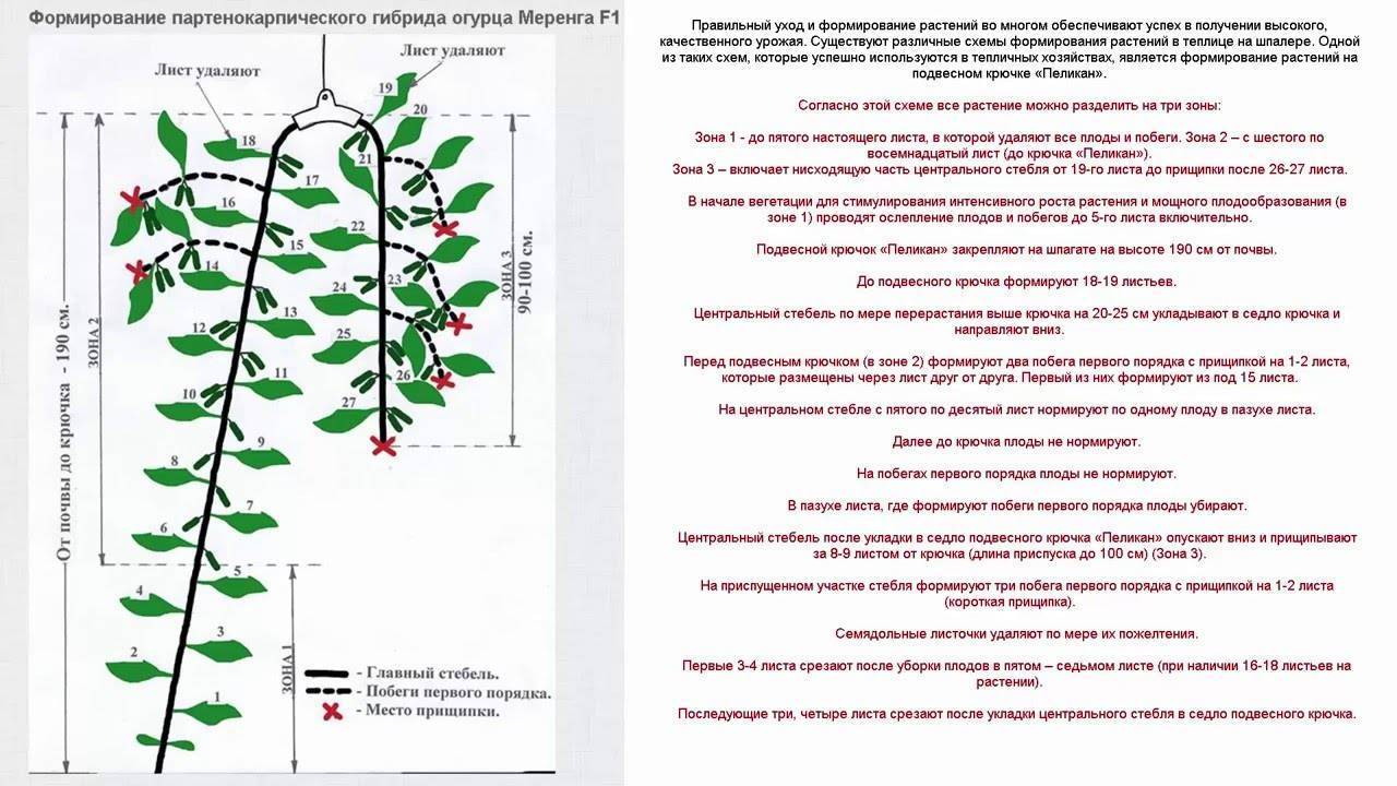 Обрезка огурцов в теплице схема - садоводству да