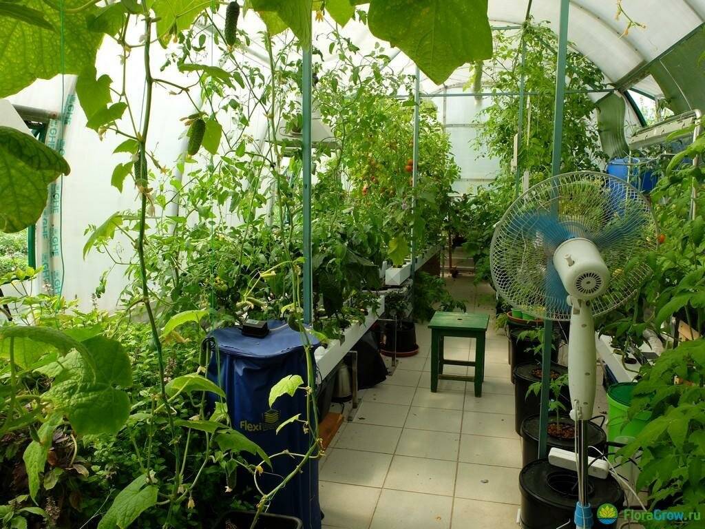 Технология выращивания огурцов и томатов на гидропонике