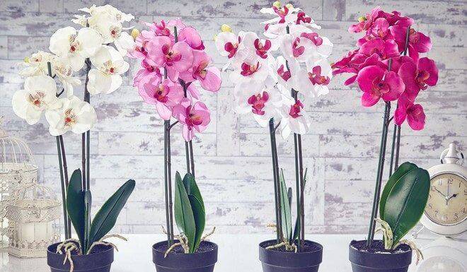 Периоды, когда цветут орхидеи в домашних условиях
