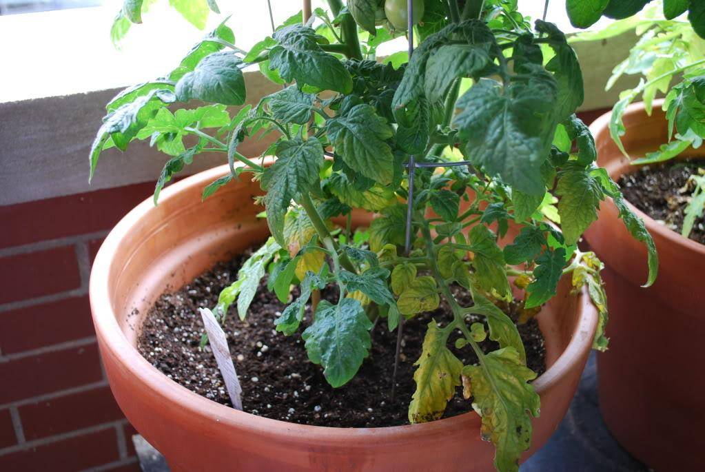 Почему желтеют листья рассады томатов: что делать, как вылечить и спасти помидоры