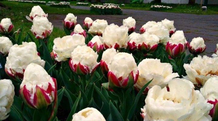 Тюльпан айс крим: фото и описание тюльпана "мороженое"
