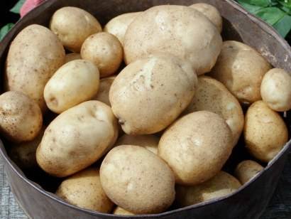 Сорта картофеля для Центрально-черноземного региона: список