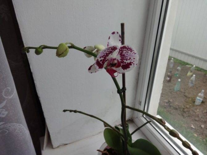 Рекомендации по уходу за орхидеей: что делать дальше после того, как отцветает фаленопсис?