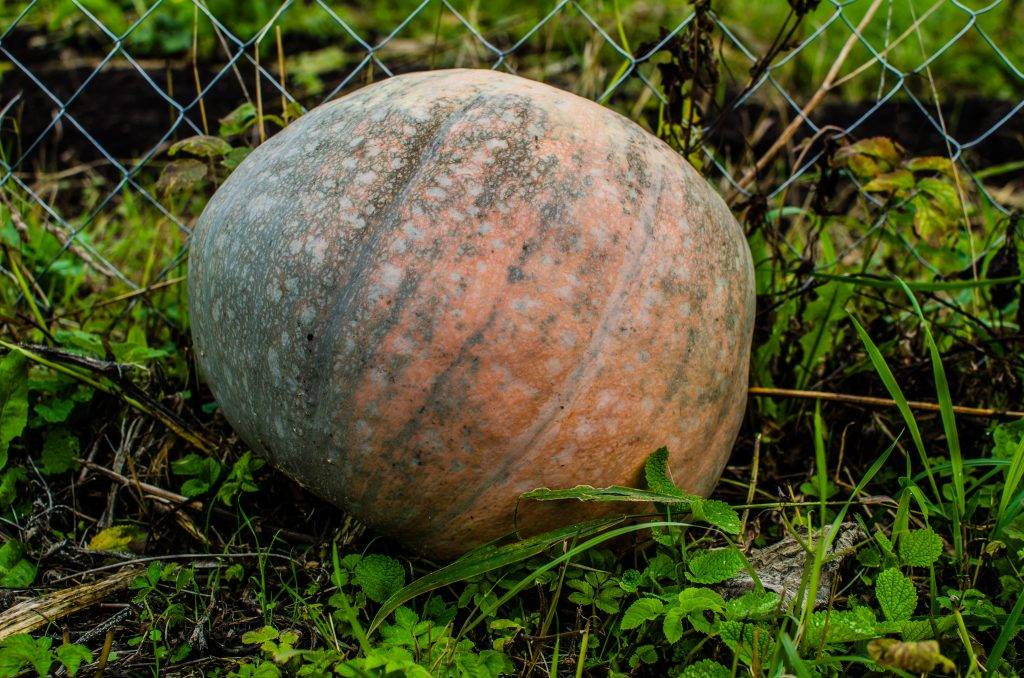 Тыква грибовская кустовая: отзывы, топ секреты посадки, фото сорта