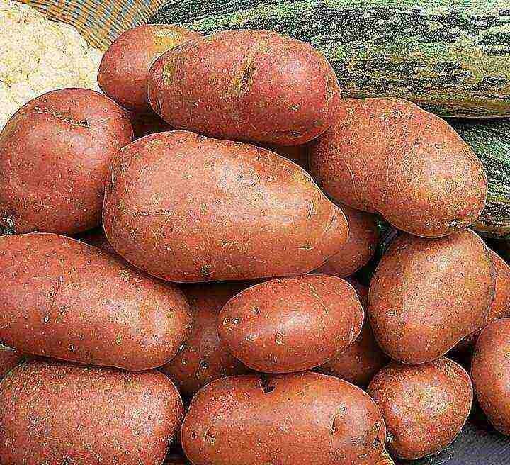 Лучшие сорта картофеля: описание и характеристики