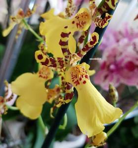Самая большая орхидея в мире: фото и описание, стоимость и тонкости покупки цветка, а также особенности выращивания в домашних условиях русский фермер