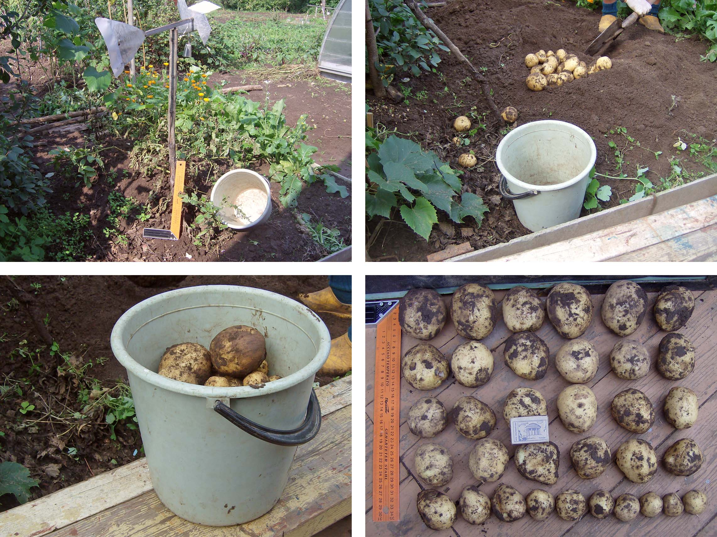 Выращивание картофеля домашних условиях. Посадка картошки в мешках. Посадка картофеля в ведрах. Посадка картошки в ведрах. Высаживание картошки в мешках.