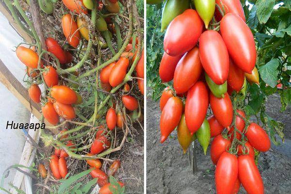 Сливовидный сорт томатов «ниагара»: основные характеристики и описание