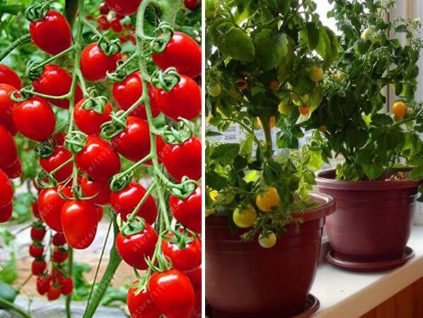 Как вырастить помидоры на балконе в  домашних условиях