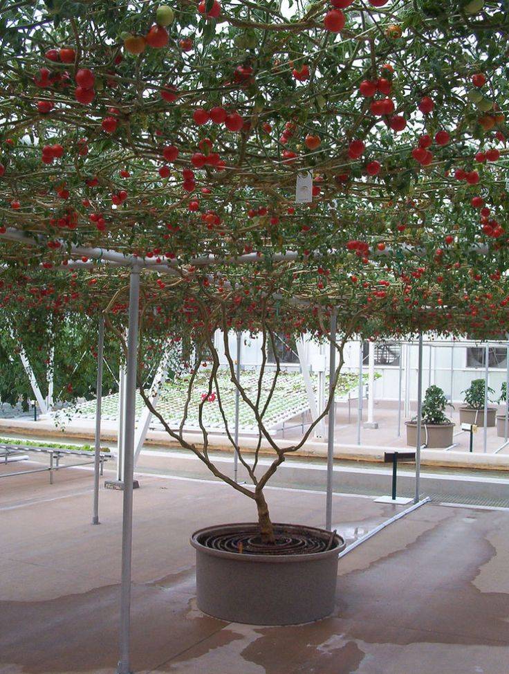 Как вырастить томатное дерево и ухаживать за ним