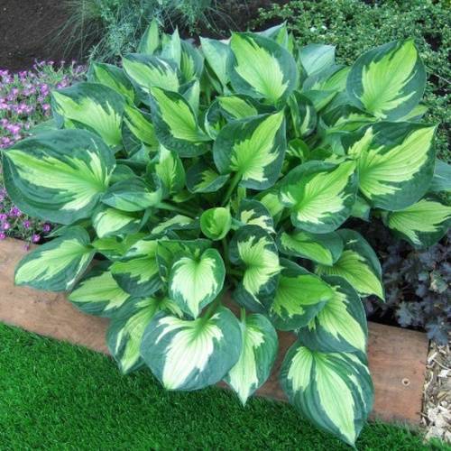 Hosta.com.ua. хоста whirlwind (вирлвинд) из частной коллекции хост в украине