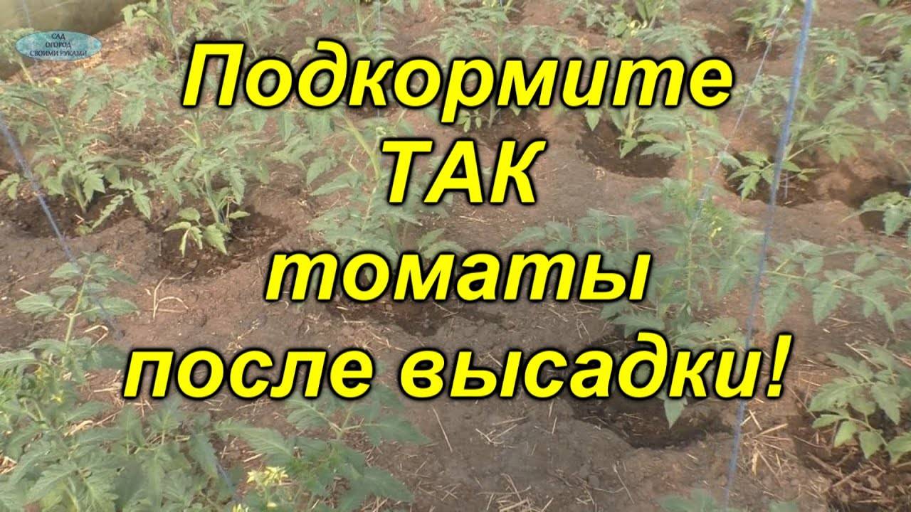 Как и чем нужно подкормить помидоры (томаты) после высадки в грунт