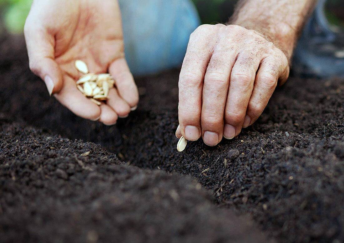 Проращивание, посадка семян тыквы и уход за рассадой - семена | описание, советы, отзывы, фото и видео