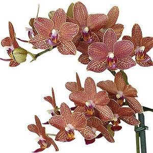 Желтые орхидеи: обзор 10 популярных сортов солнечного цвета, фото растений