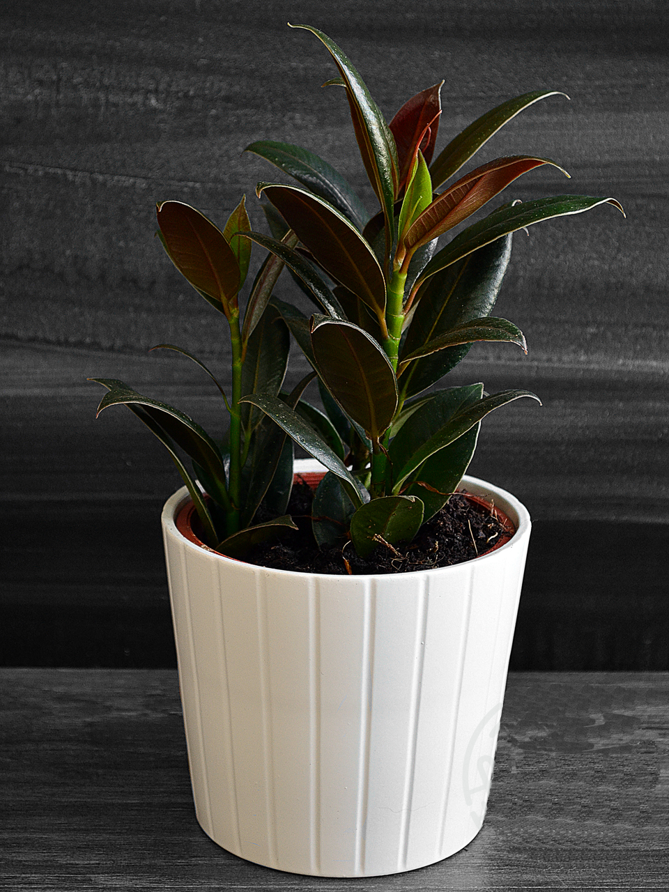 Фикус пумила или карликовый (ficus pumila). уход, размножение дома.
