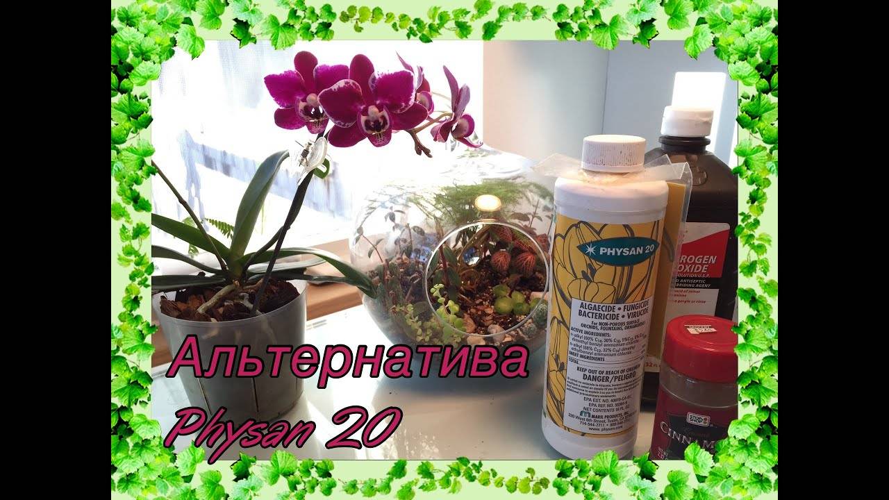 Варианты развода фитоспорина, примеры обработки комнатного растения
