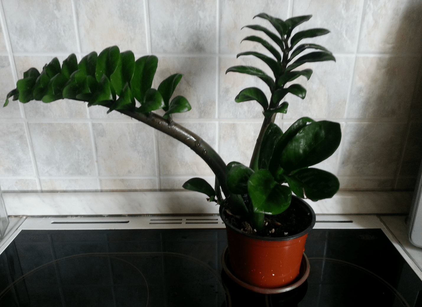Замиокулькас: как правильно выращивать своими руками комнатные виды растения (115 фото)