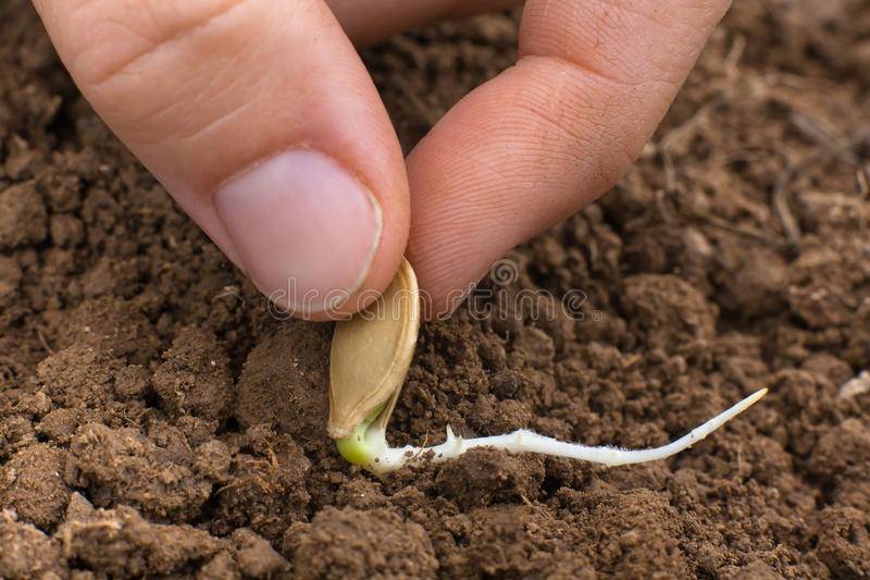 Как подготовить семена тыквы для посадки | вырасти сад!