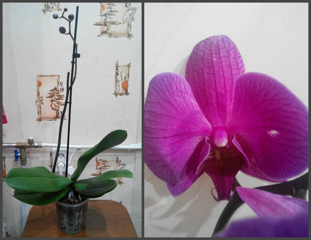 Как отличить орхидею. Орхидея и фаленопсис разница. Фаленопсис отличие от орхидеи. Отличие орхидеи от фаленопсиса. Невская Орхидея отличия.