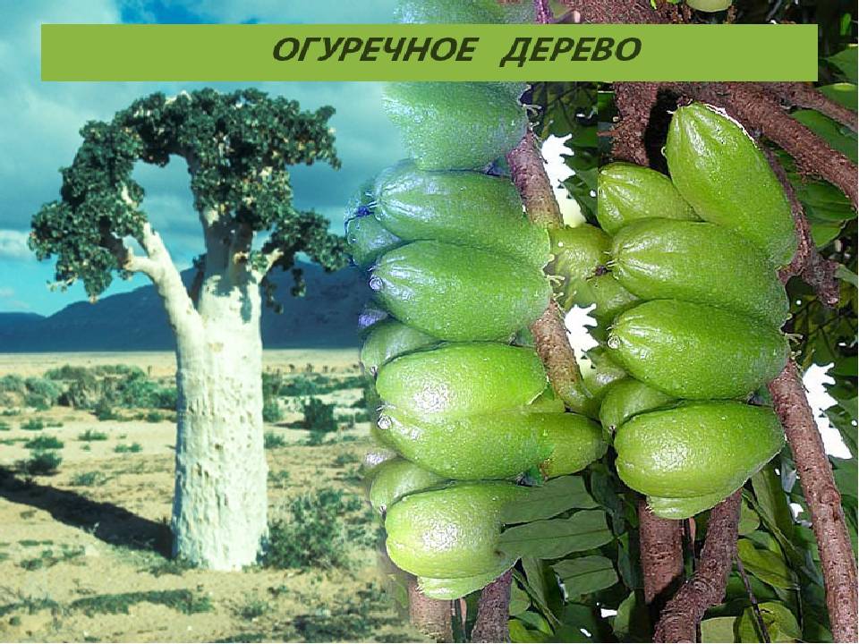 Необыкновенные фрукты со всего мира (часть 4)