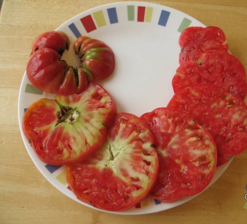 Основные болезни рассады томатов, фото и их лечение