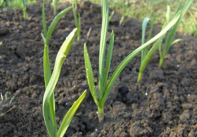 Выращивание озимого чеснока - посадка, подкормка, уход, сбор и хранение урожая