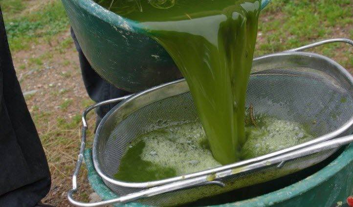 Настой крапивы для подкормки растений — запишите рецепт зеленого удобрения из крапивы.