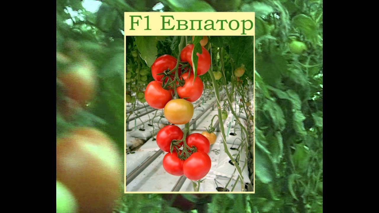 Томат евпатор: характеристика и описание сорта, фото, отзывы, урожайность