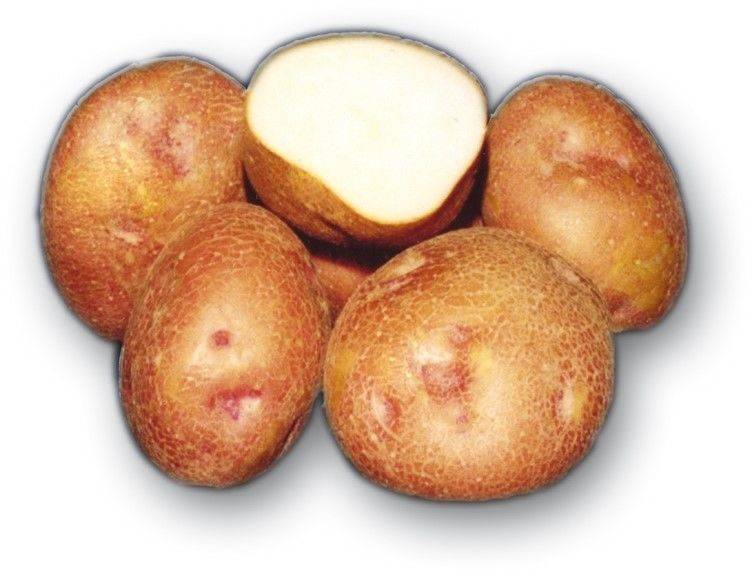 Сорта картофеля в воронежской и белгородской областях устойчивые к влаге