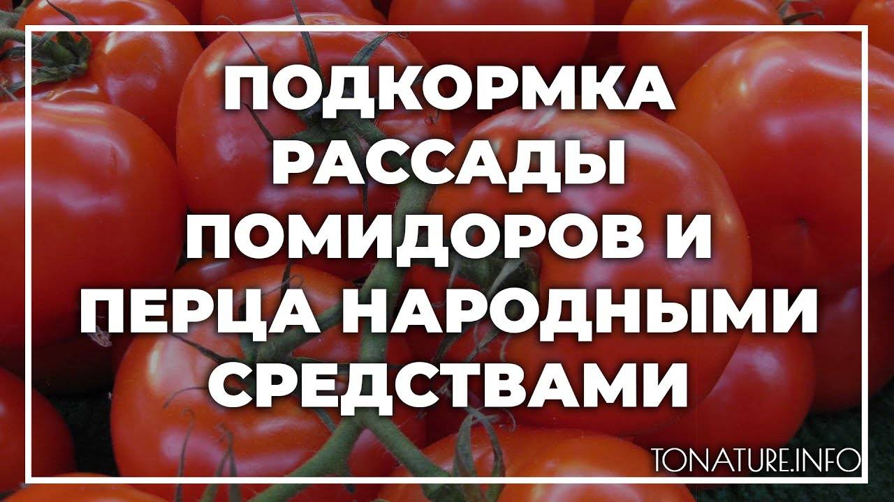 Подкормка рассады томатов – в домашних условиях, народными средствами, чтобы она была крепкой