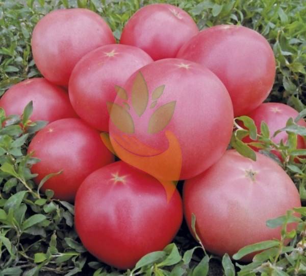 Томат пинк буш: описание, фото куста и плодов, характеристика, выращивание