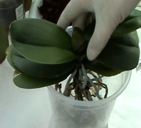 Орхидея грунт для пересадки