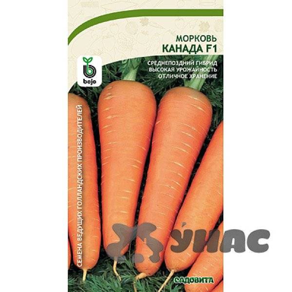 Самые лучшие сорта моркови для открытого грунта, хранения, ранние, крупные