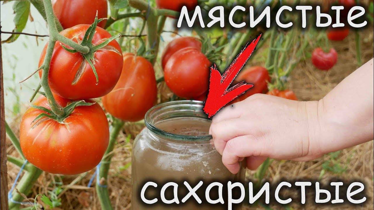 Как проливать и чем подкармливать томаты в июне 2020 для богатого урожая? срочно изучи - курьер.среда.бердск