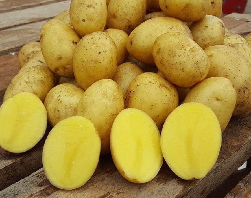 Сорт картофеля гала: описание, особенности, отзывы, фото