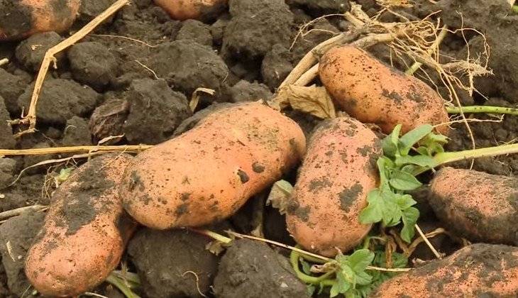 ᐉ сорт картофеля «лапоть» – описание и фото - roza-zanoza.ru