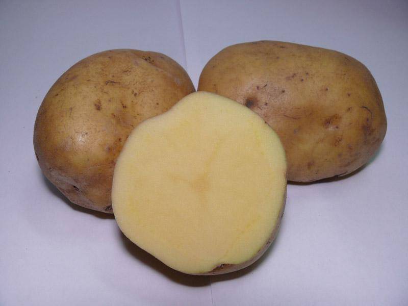 Картошка Лимонка Описание Сорта Фото Отзывы