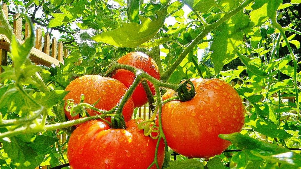 Ранние сорта томатов для открытого грунта: низкорослые