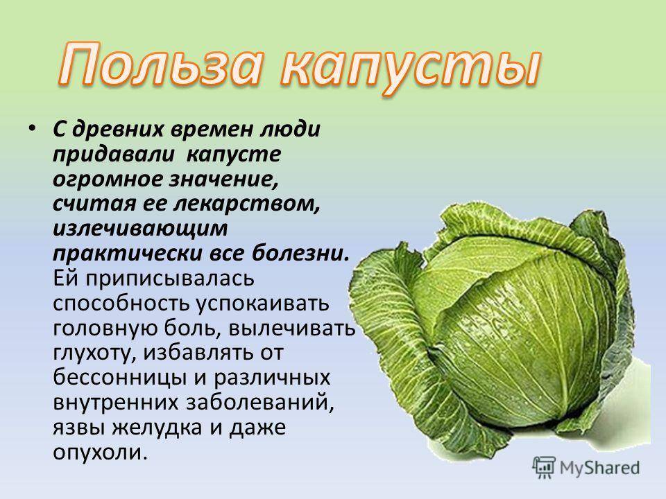 Польза капусты белокочанной — 10 доказанных свойств для здоровья организма