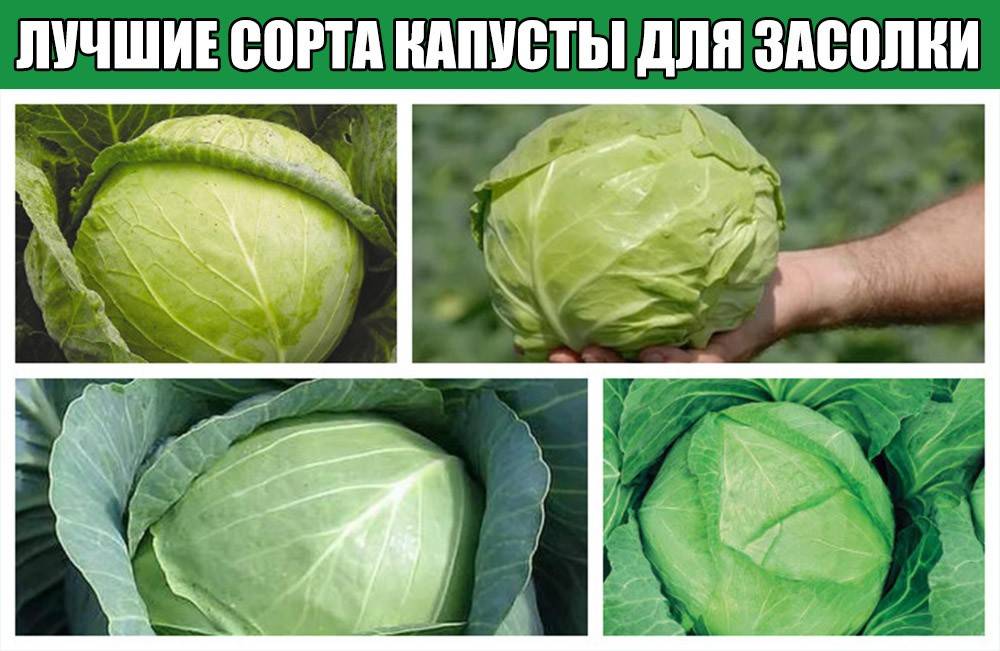 Лучшие сорта капусты