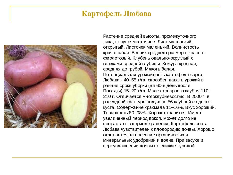 Картофель любава: характеристика сорта, отзывы, вкусовые качества