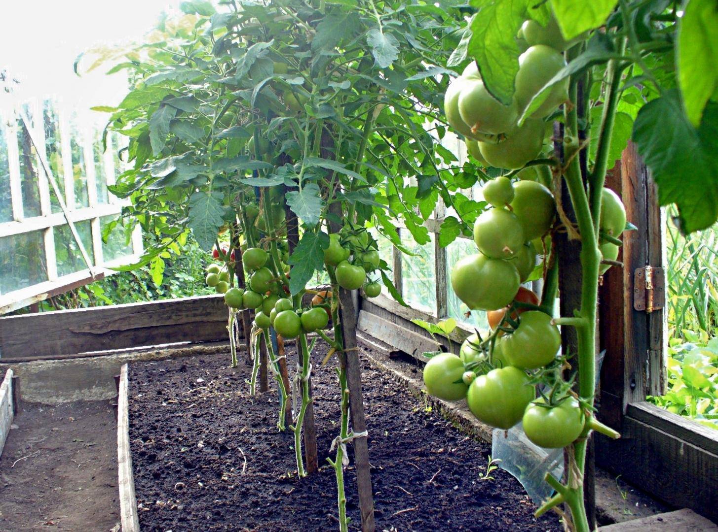 Как в теплице правильно посадить вместе перец, томаты и огурцы (фото): советы – сад и огород своими руками