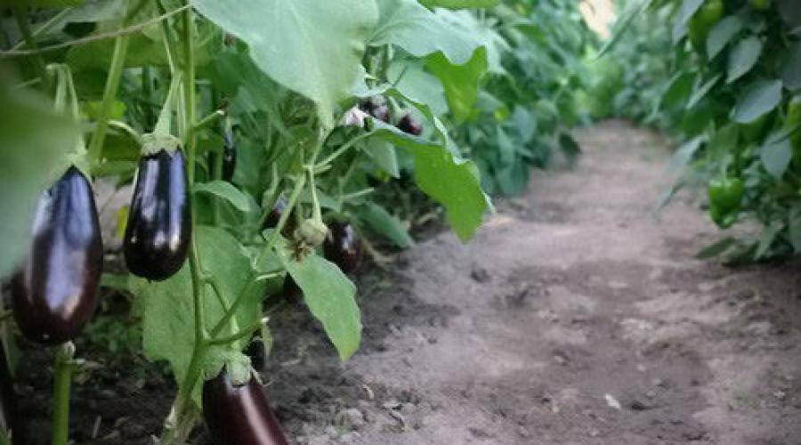 Соседство культур в теплице: что можно сажать вместе с помидорами?
