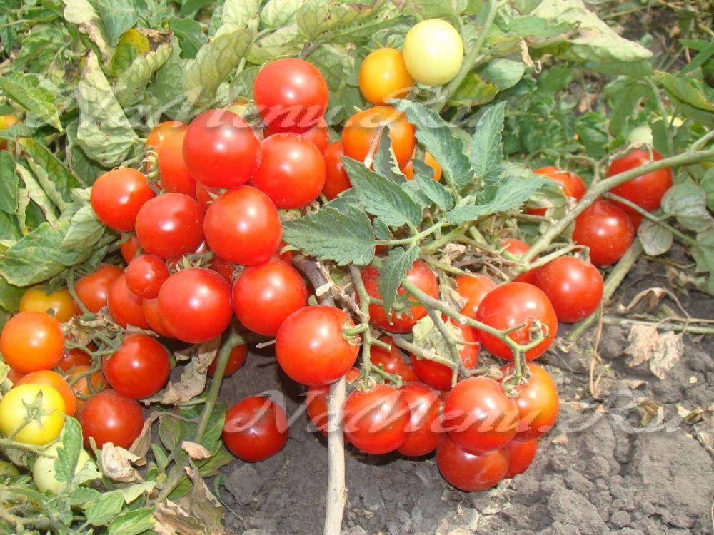 7 низкорослых томатов для открытого грунта, без пасынкования, крупные и и урожайные, которые не надо подвязывать