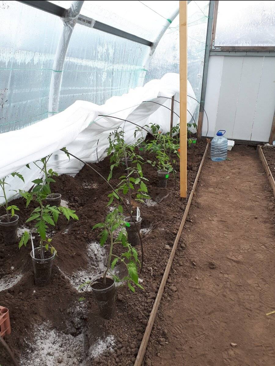 Почва для посадки томатов в теплице. Помидоры в теплице. Теплица с помидорами. Рассада помидор для теплицы. Томаты в теплице из поликарбоната.